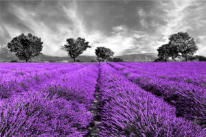 Fototapeta pole lawendy