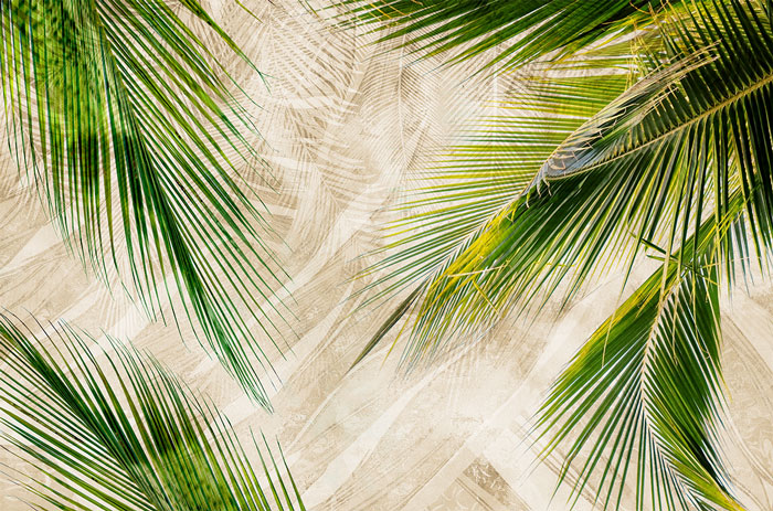 Fototapeta liście palmy na tle betonowej ściany