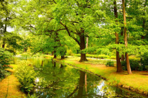 Fototapeta park na wymiar ściany